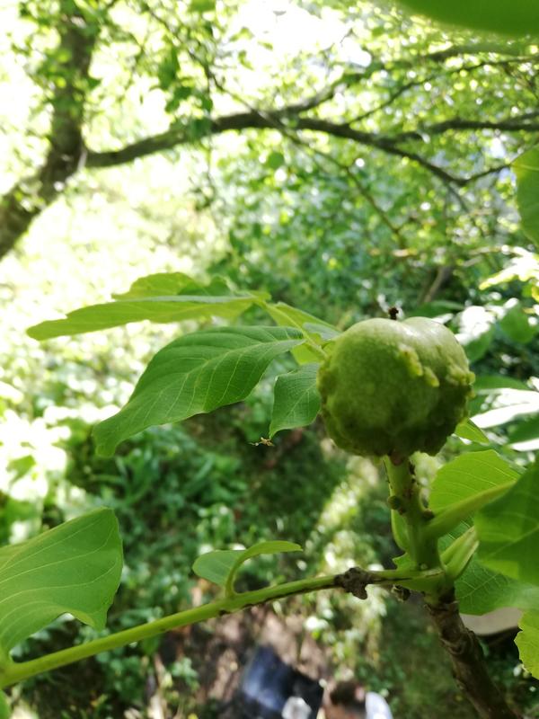 Плод ореха 4