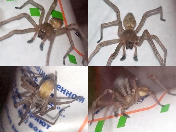 Самец паука с желтоватым брюшком, похож на Хейракантиум Мильде