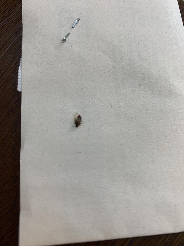 Насекомое с прозрачными крыльями, сидело на щеке сегодня в парке. Напишите пожалуйста, кто знает, что это за насекомое.