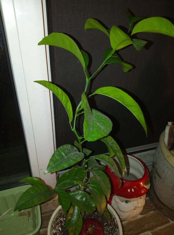 У меня выросло неизвестное растение. ЧТО ЭТО?