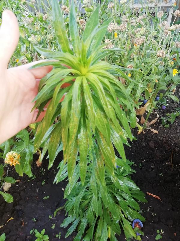 Что за растение?