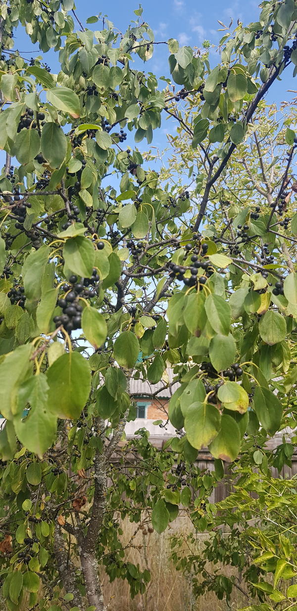 Всем здрасте! Подскажите, что за дерево, первый раз вижу!