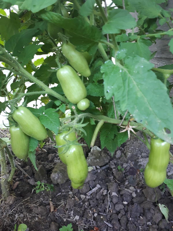 Здравствуйте!Помогите,пожалуйста,определить сорт томата.Рассаду брала у других садоводов,сорта перепутались.Томаты плотные