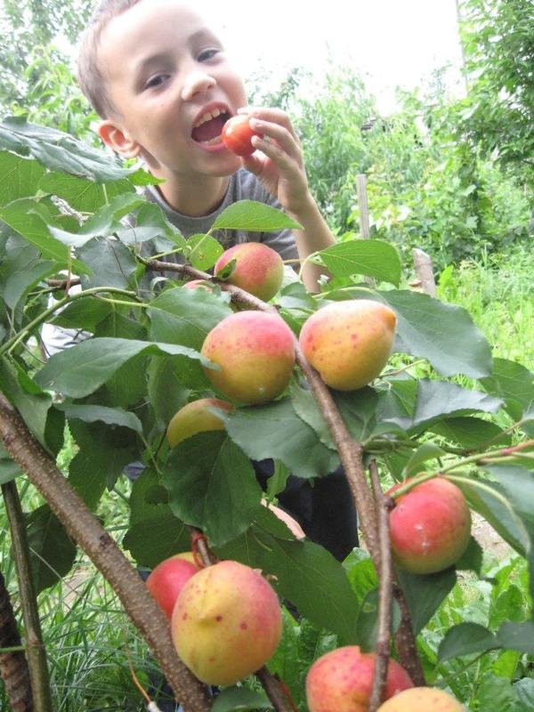 Сорт Алеша .