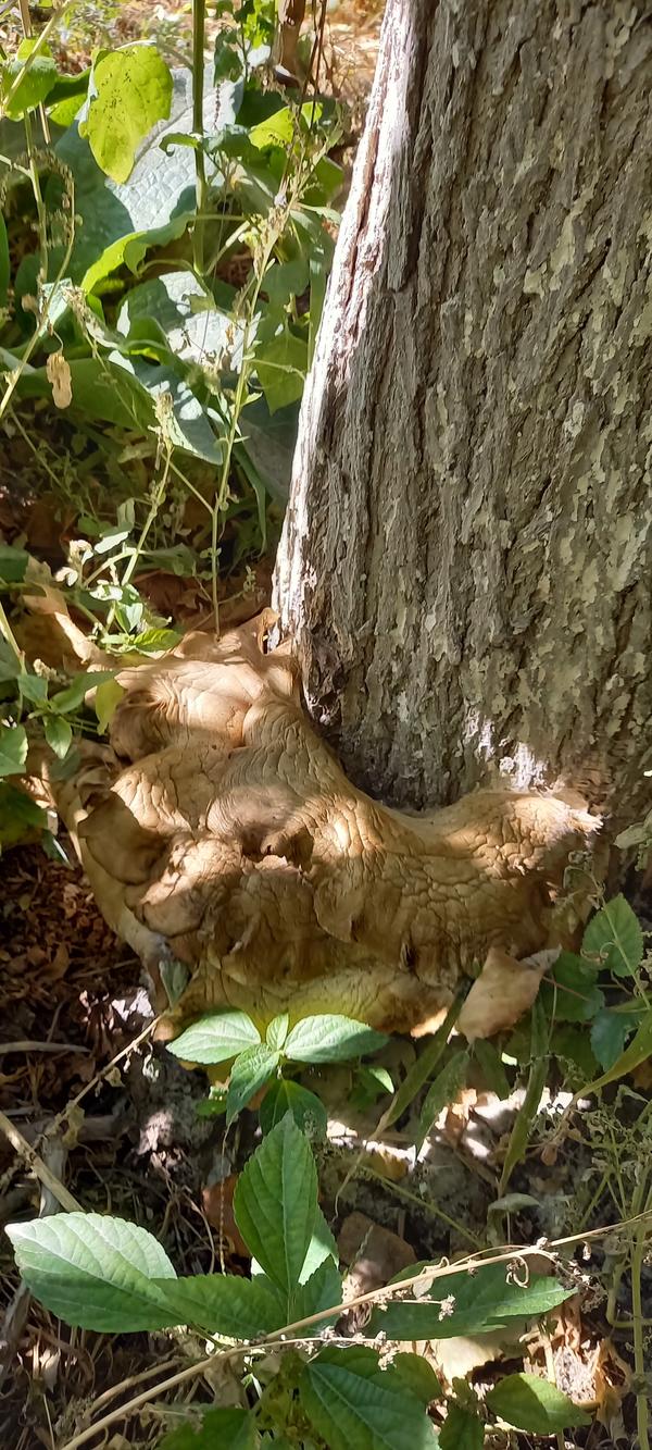 А эти растут в другом конце огорода, но уже сухие.