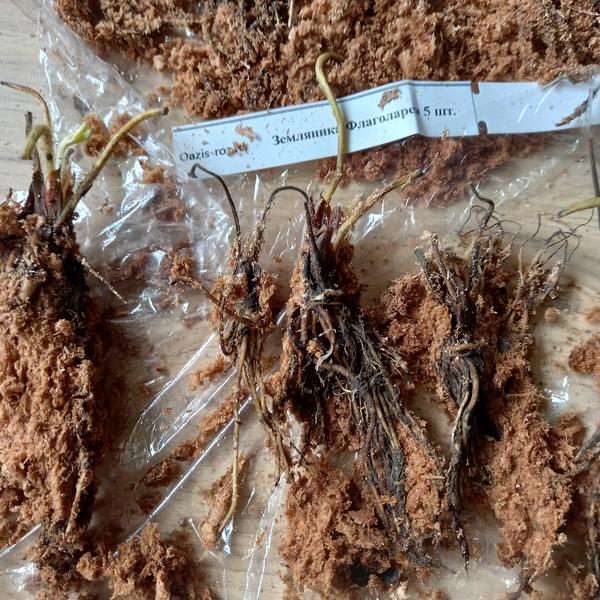 Вторая называется рассадой?