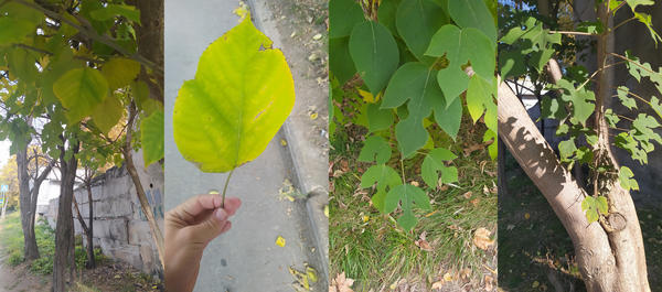 Здравствуйте! Помогите пожалуйста определить дерево. Многие листья погрызанные, на фото есть лист в руке не погрызанный и есть на дереве более ровный, не "трехпалый лист". Плоды похожи на платан (ежики пушистики), плоды на ощупь бархатистые, серого цвета. К сожалению фото плодов нет. Диаметр около 20-25 мм. Фото из Крыма, Симферополь. Дерево видимо не местное, я такое не видел