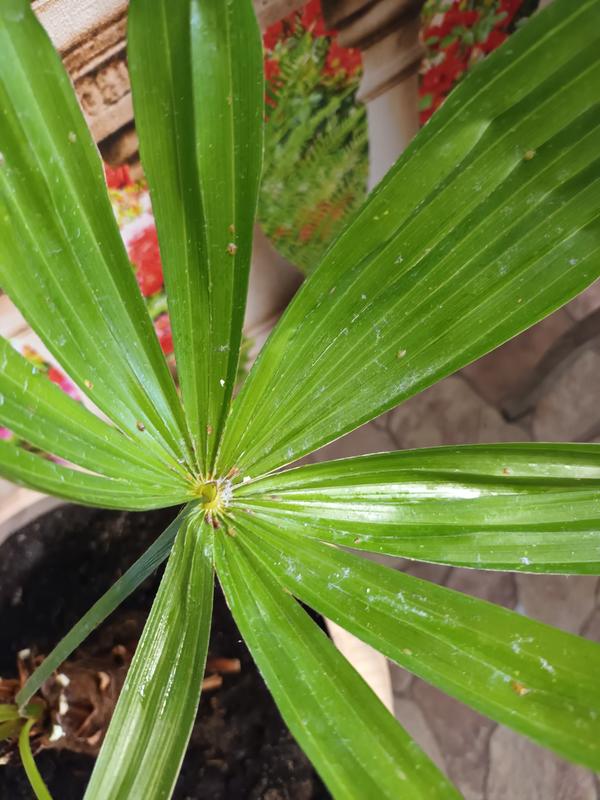 Комнатная пальма. Похоже на каких-то жучков, на листьях остаётся блестящий налёт. Листья начинают чернеть