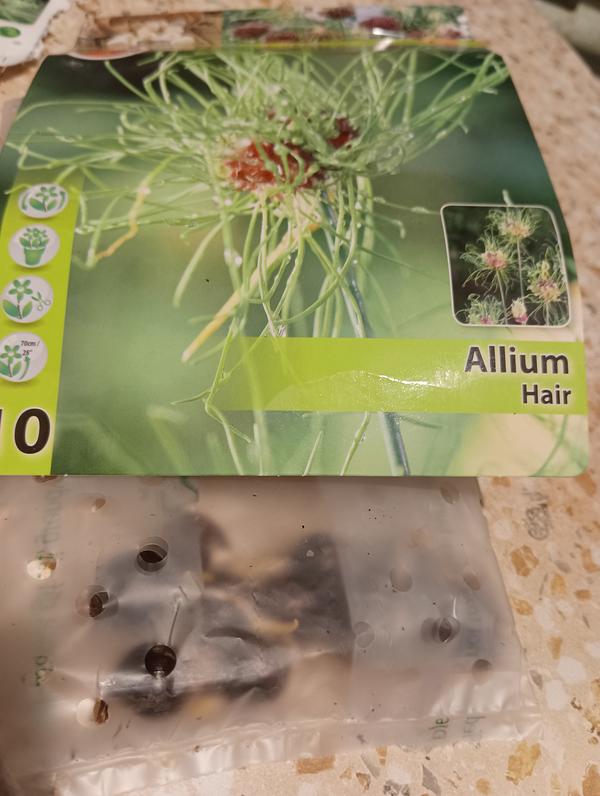 Купила луковицы Allium Hair, луковицы ссростками, сейчас середина января, как с ними поступить. Живу в Санкт-Петербурге.