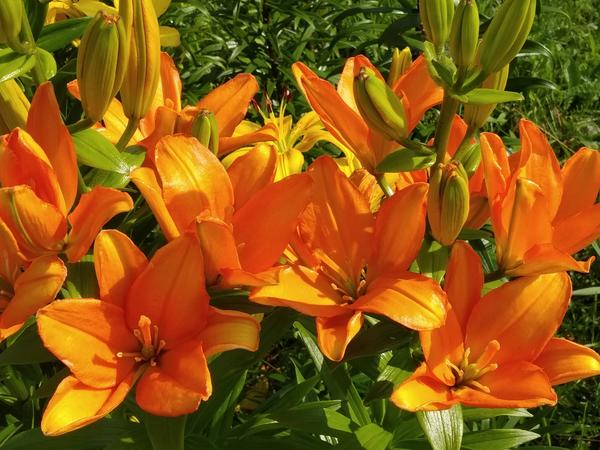 Азиатские лилии