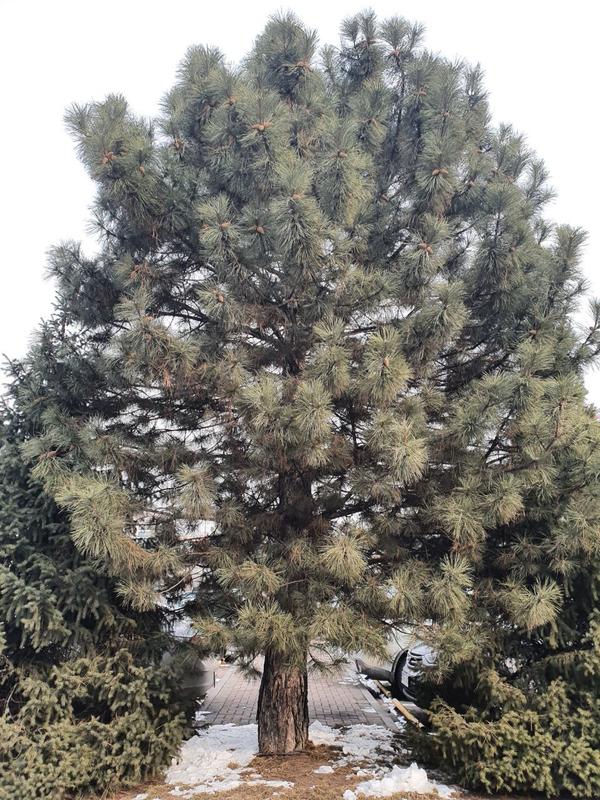 На фотографии хвойное дерево, которое растет в Алматы, Казахстан