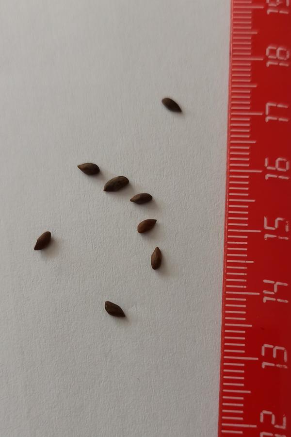 Неизвестные семена. Матовые, коричневые.