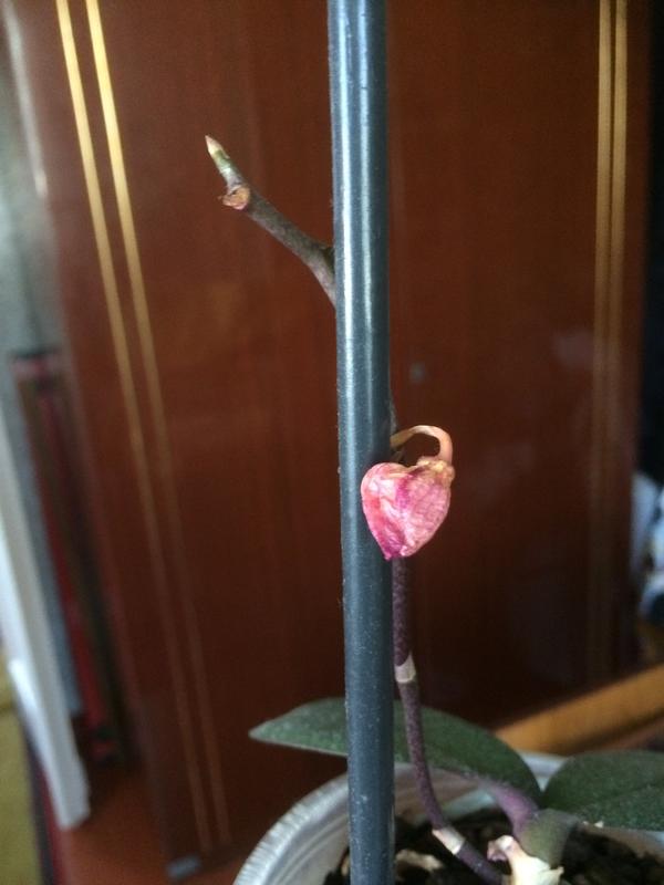 Один из засохших нераскрытых бутонов орхидеи