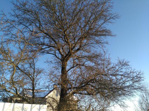 неизвестное дерево зимой