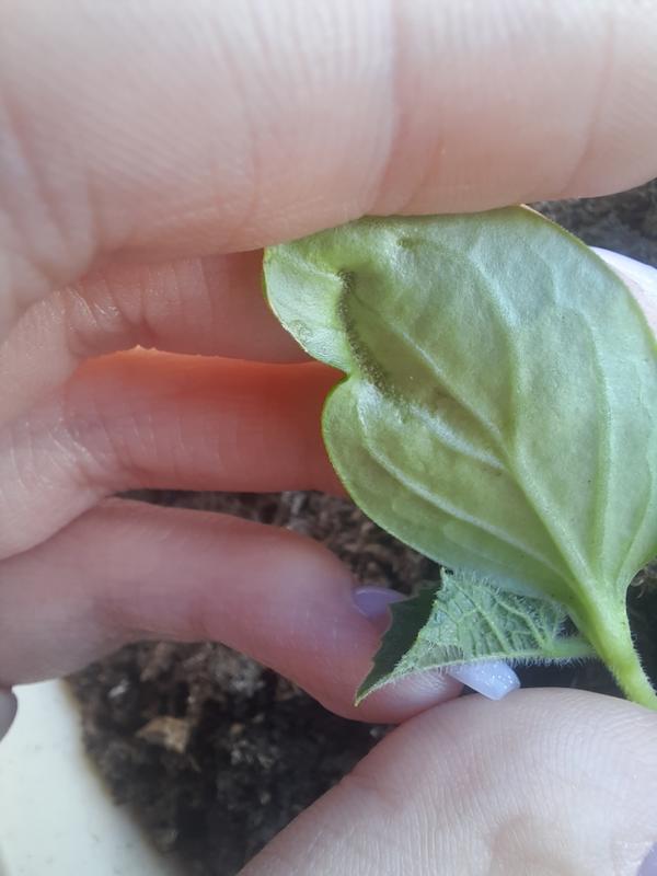 Изнаночная сторона