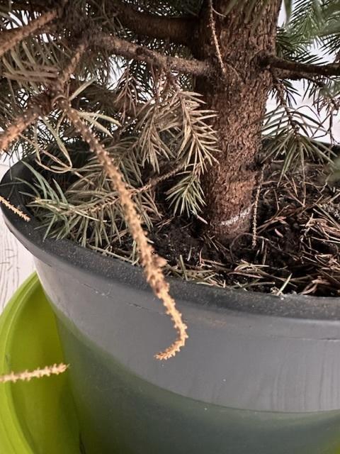 Ствол с белым ободком