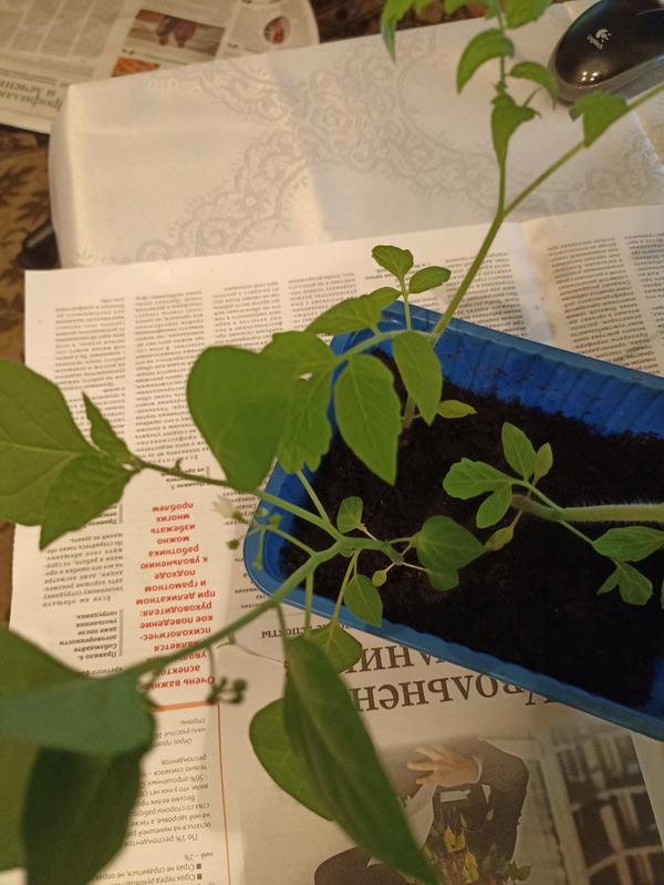 Неизвестное растение