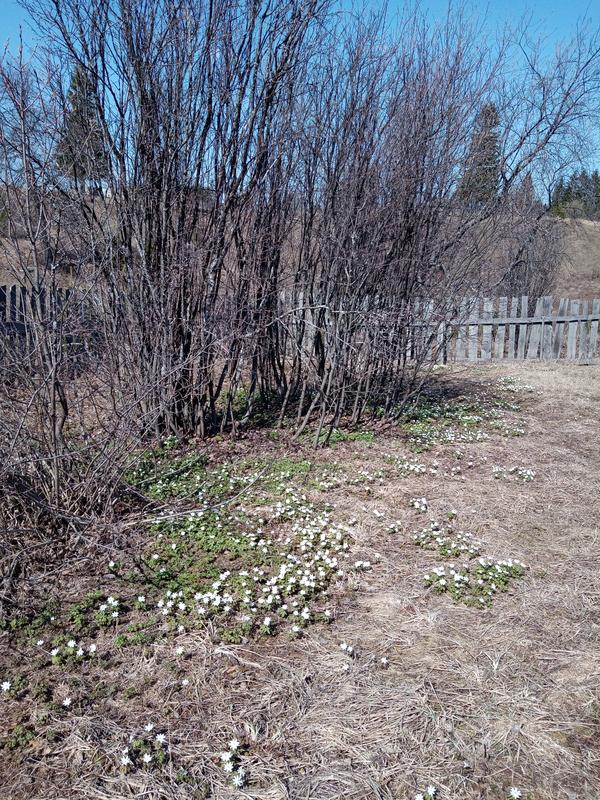 Красота в огороде