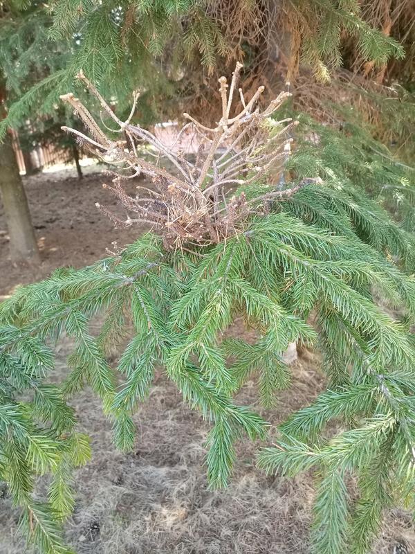 Что это за маленькие деревья на ветках хвойных?