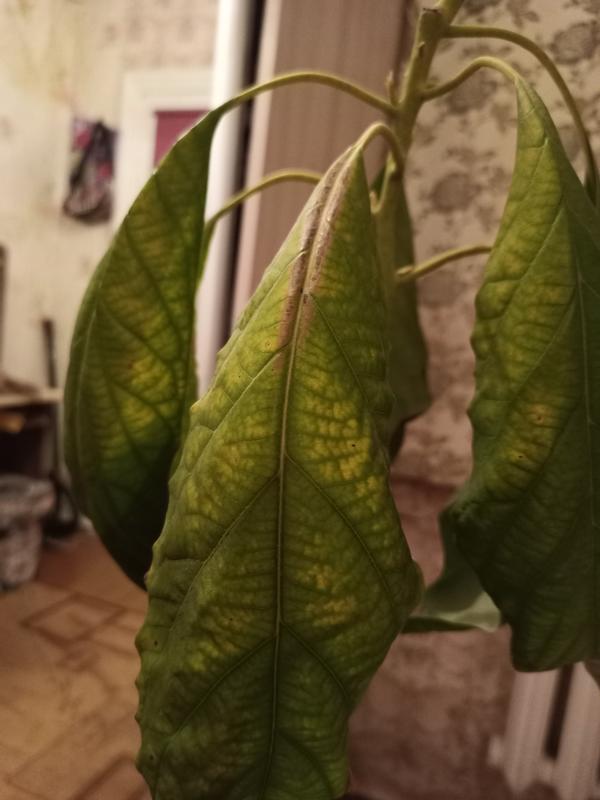 Листья авокадо
