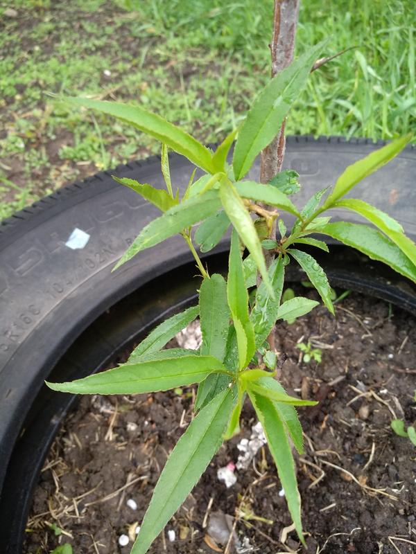 Саженец неизвестного растения. Поисковик выдает много разных вариантов, но так и не определились что это за растение...