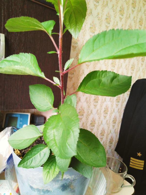 На фото неизвестное мне растение, которое выросло у меня в цветочном горшке. Высотой примерно 40 см. Продолжает расти. Листья овальные, с мелкими зубчиками по краю. В пазухе стебля и черешка листа имеются ещё по два маленьких листика без черешка