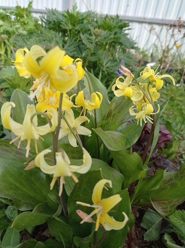 Место никак особо не готовила, сажала как лилии, разве что  приподняла сантиметров на 10  повыше, чтоб не замокли.