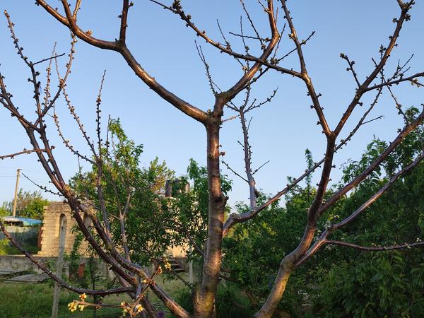 Дерево черешни с засохшими цветочными почками