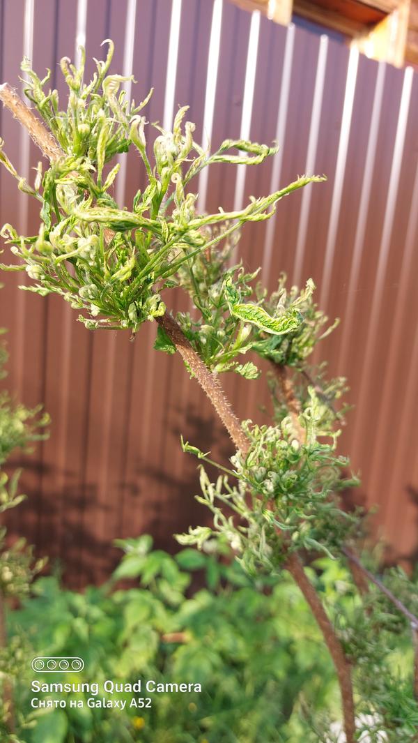 Малиновые кусты