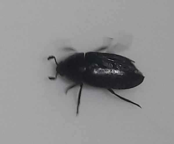 жук черный длина до 1 см. Что это за жук?
