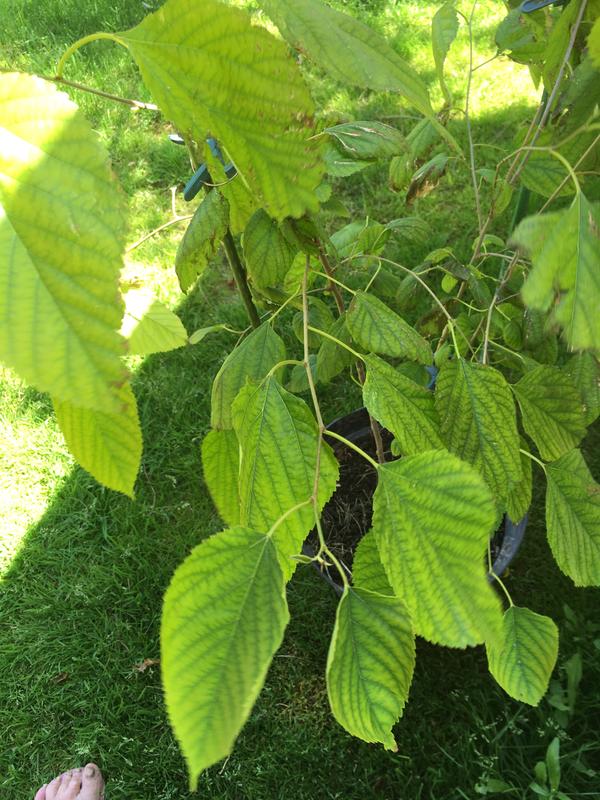 Это гибискус?