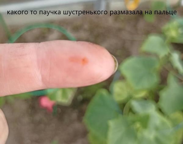 палец с раздавленным насекомым