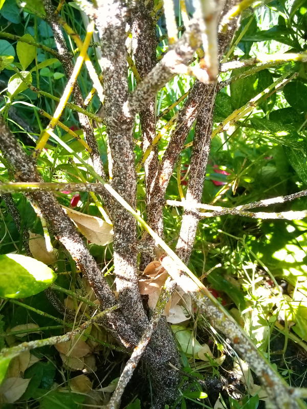 Это чешуя вид сосущего вредителя,обрабатывать маслом нима.