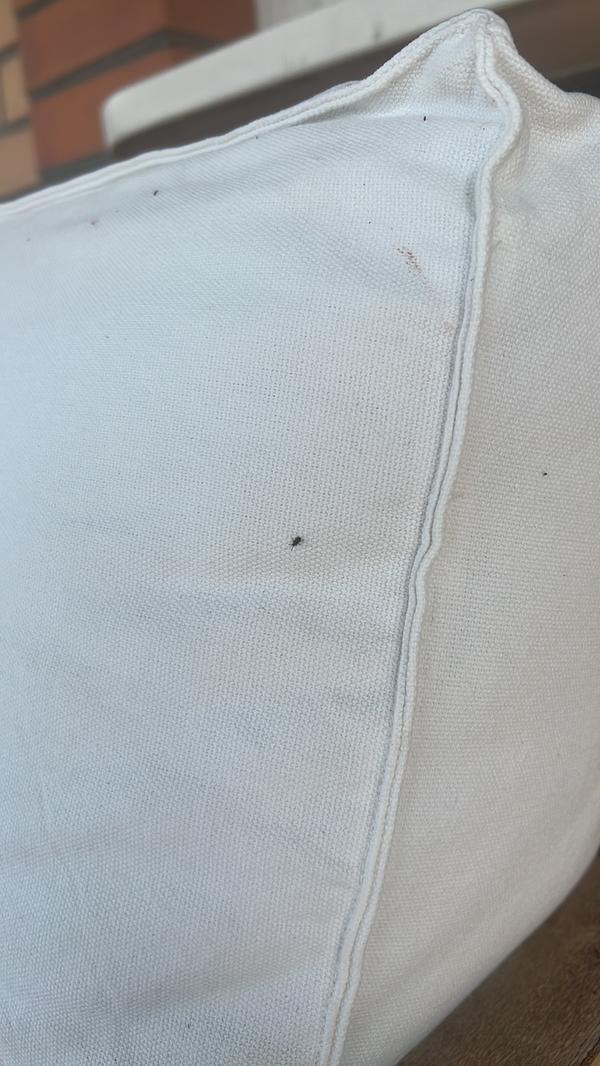 Подскажите, что это за насекомое, появилось большое количество на балконе, как с ним бороться