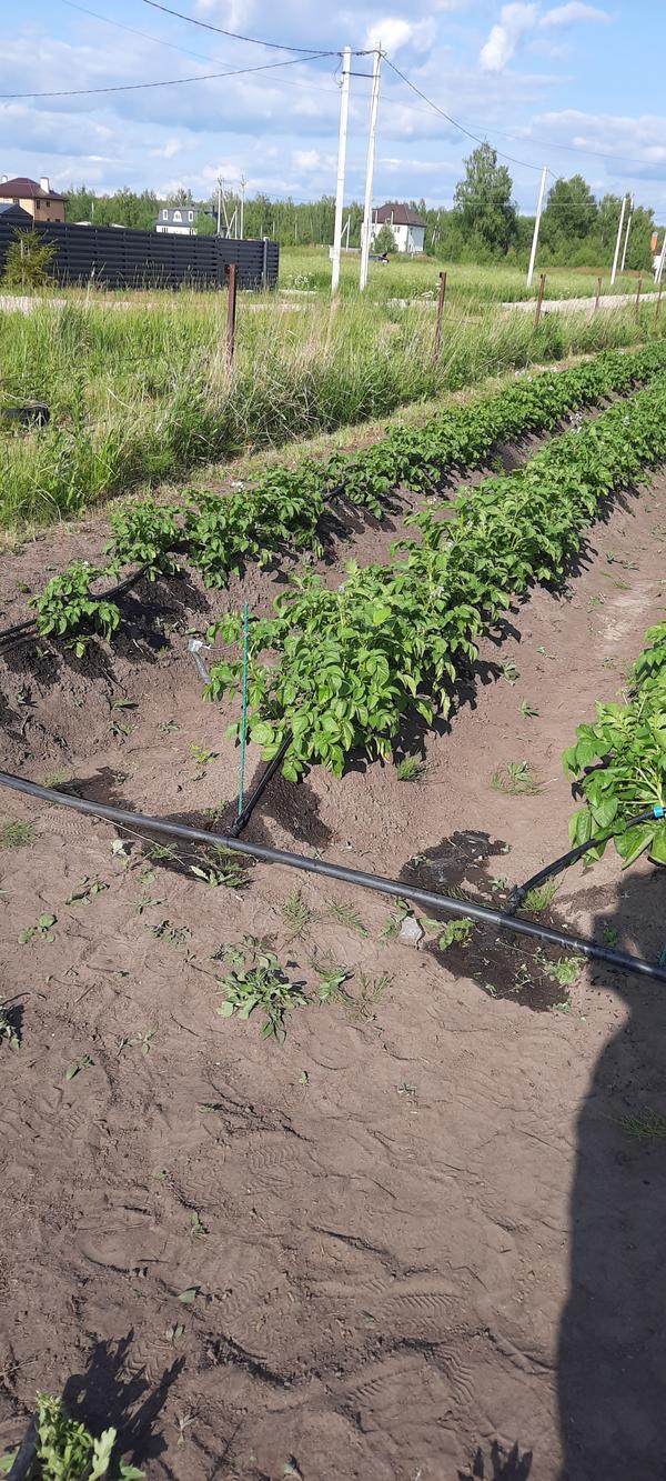 Защита картофеля от проволочника при посадке