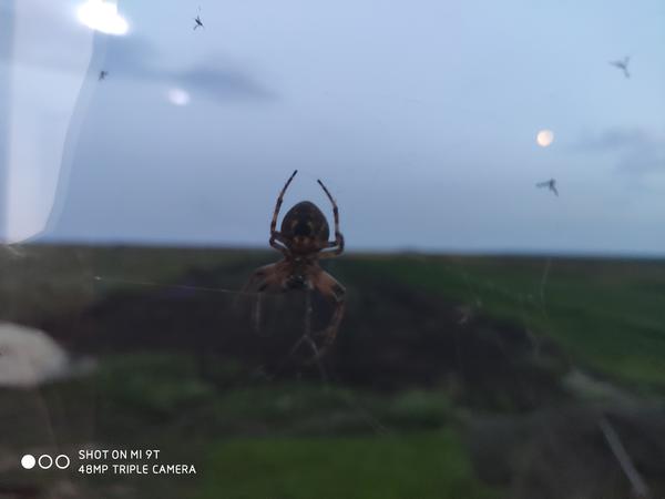Живет паук на окне утром прячеться а вечером выходит что это за паук я их жуть как боюсь)) с виду огромный такой с рисунками на брюшке