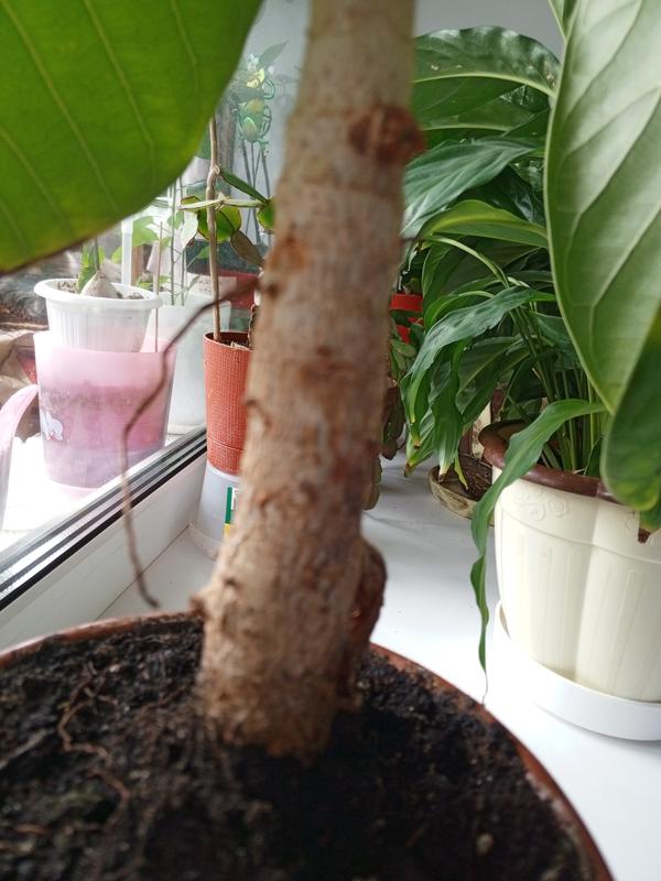 Воздушный корешок. У фикуса такие бывают?