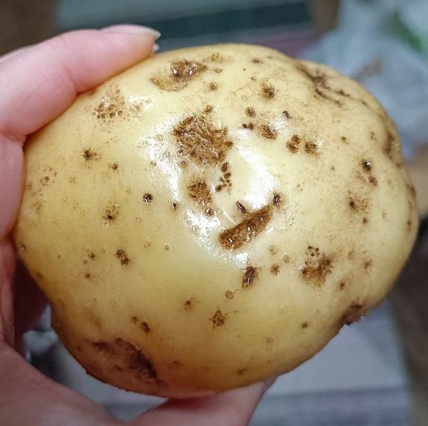 Пораженный клубень картофеля