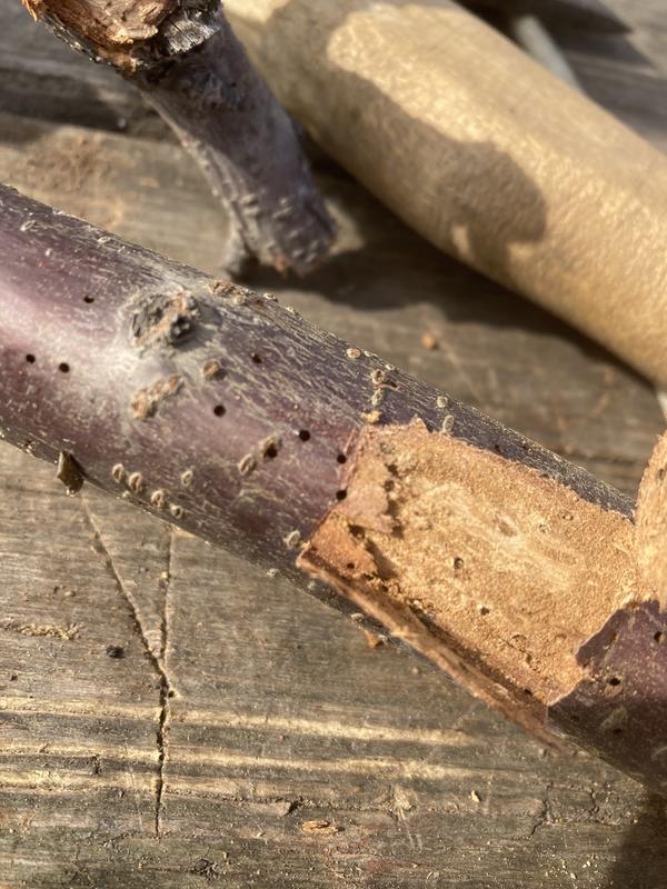 Ветка с дырками