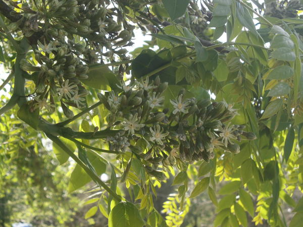 дерево высотой 10-15 м. Семена бобовые в широких "кошельках", ствол серый, чешуйчатый, ветви корявые