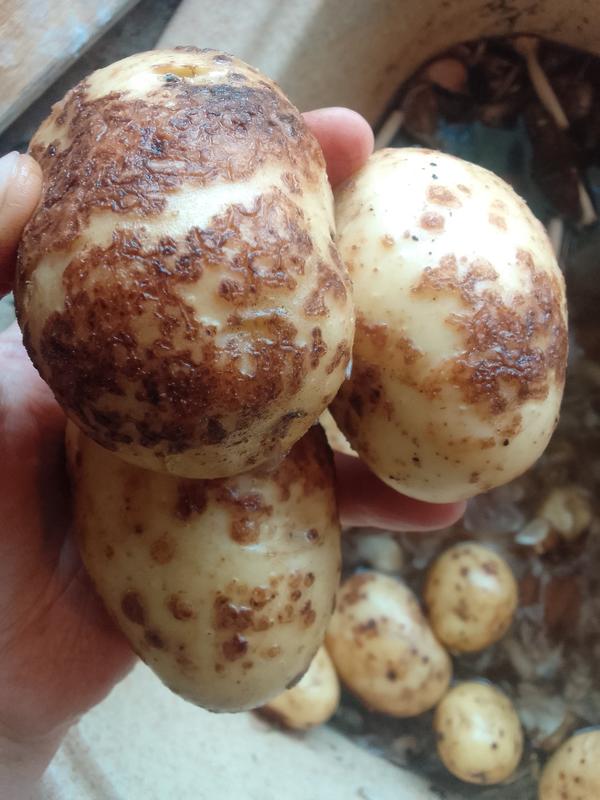 Параженные клубни картофеля