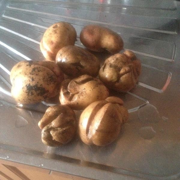 агрономы пожалуйста подскажите что могло произойти при росте картофеля... почему выросли такие клубни..