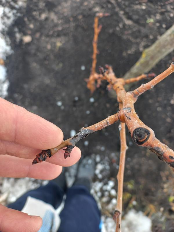 Подсаажите что с грушей?