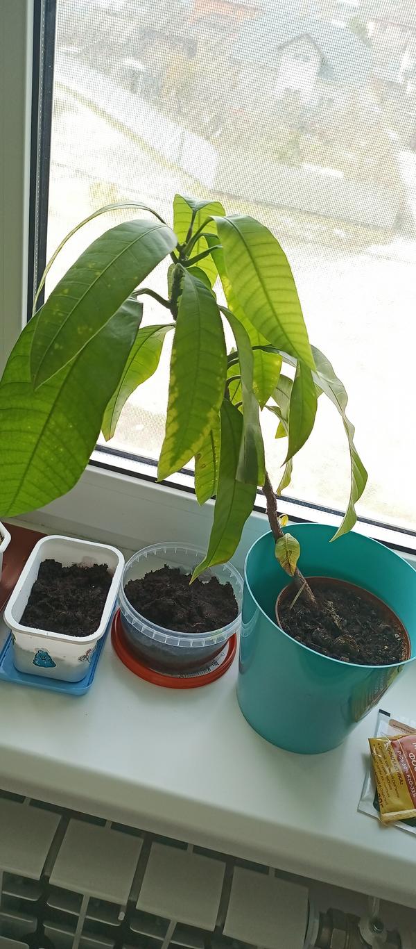 Здравствуйте! Листья у домашнего растения манго стали портиться - появляются пятна - более светлые, чем сам листок. На некоторых листьях небольшие тёмные пятнышки. Но больше всего беспокоит - на обратной стороне листа что-то белое. Что нужно сделать с растением, чтобы он обрёл здоровый вид? Чем обрабатывать?