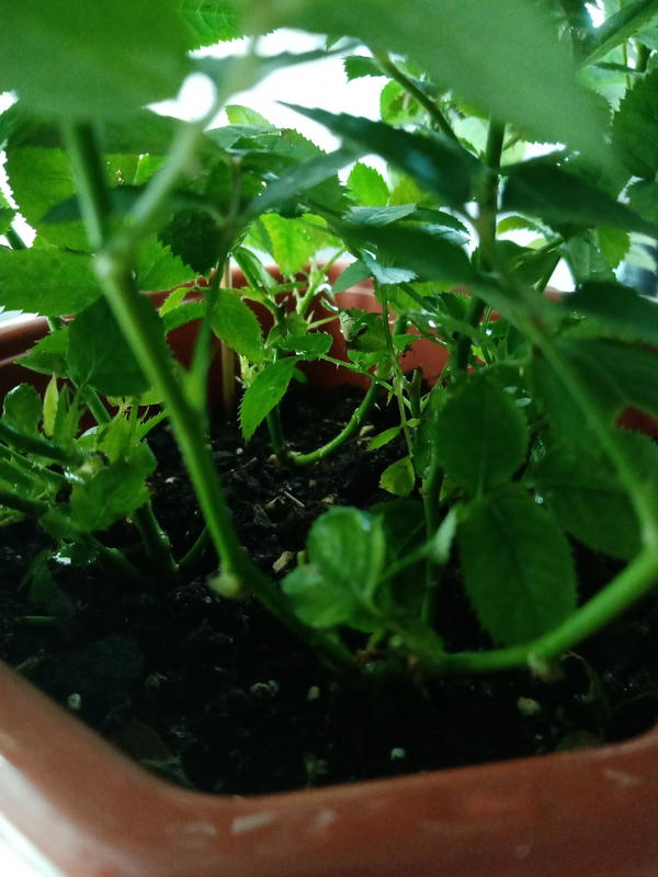 вид стеблей