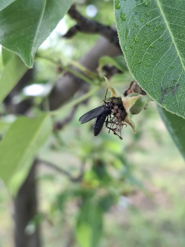 Насекомые облепили всю грушу, уничтожают завязи, выедают их, завязи чернееют и сохнут