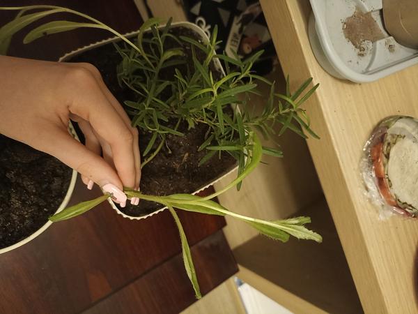 Маленький кустик это розмарин. В руке держу неизвестное растение.