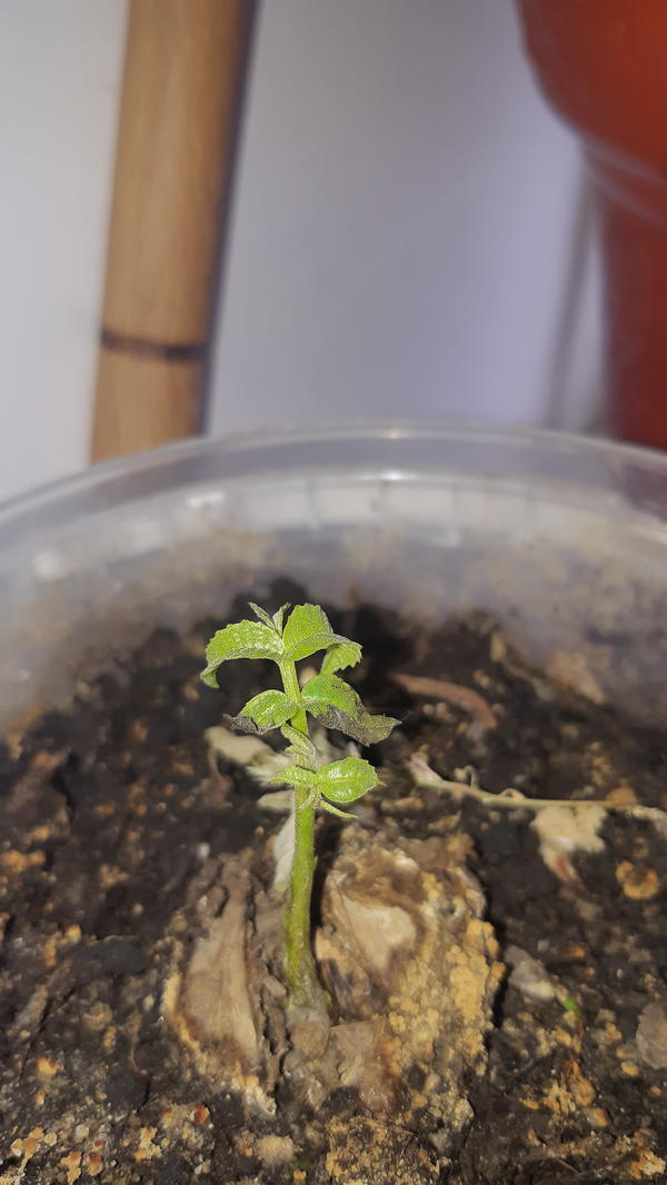 Грецкий орех