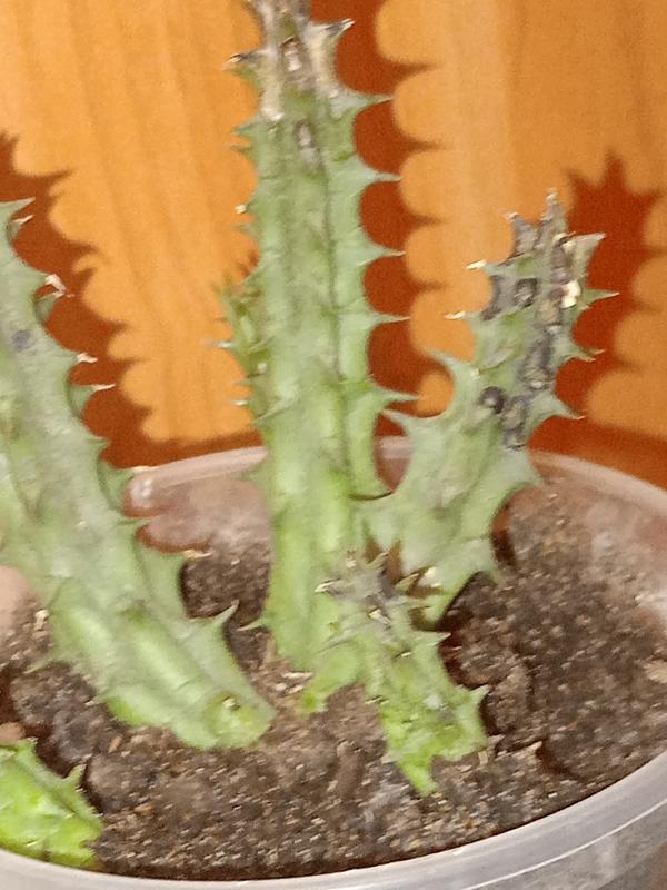 Кактус с пятнами