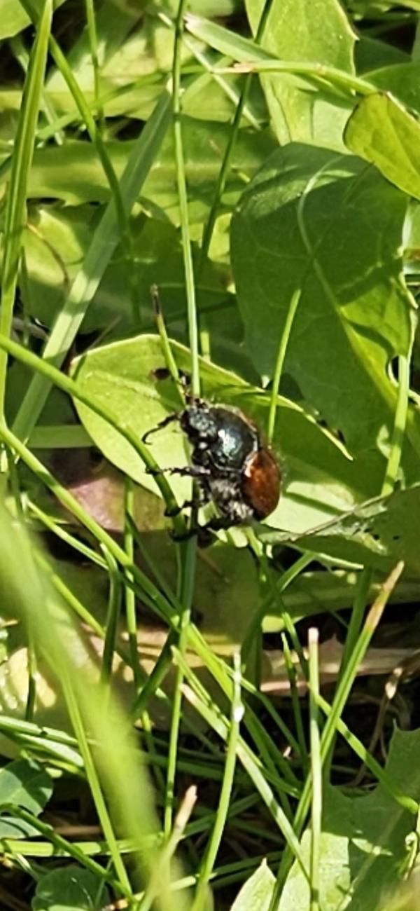 Жук маленький